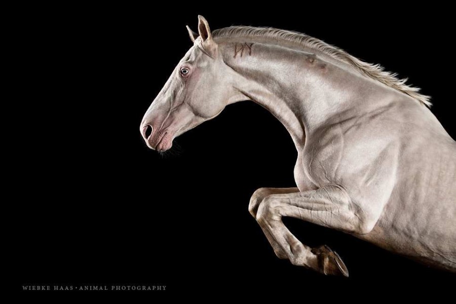 White Horse Portraits Photography by Wiebke Haas 4