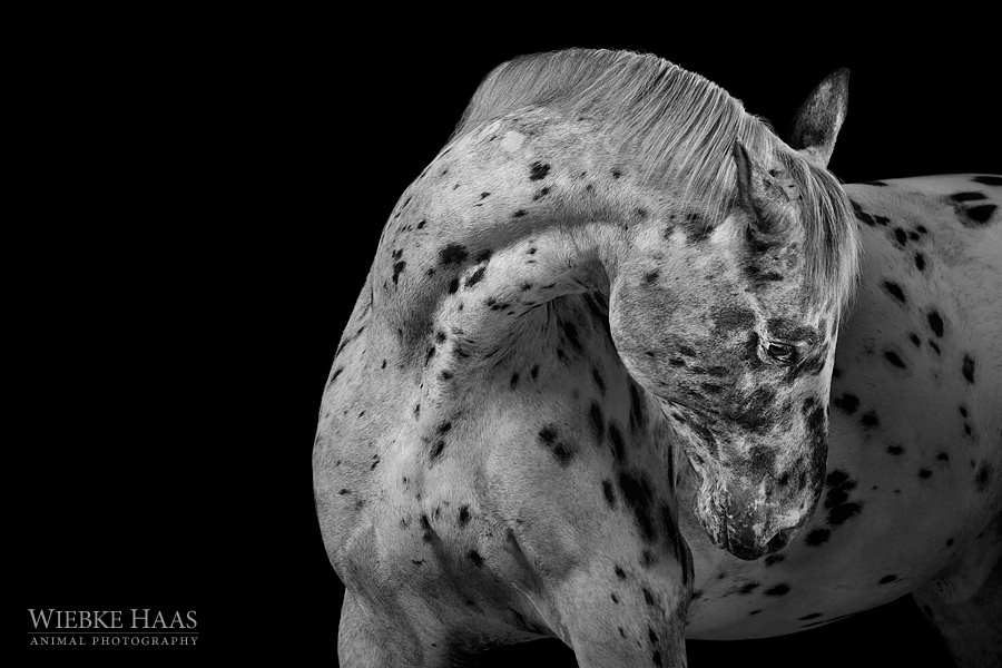 Wonderful Horse Portraits Photography 53