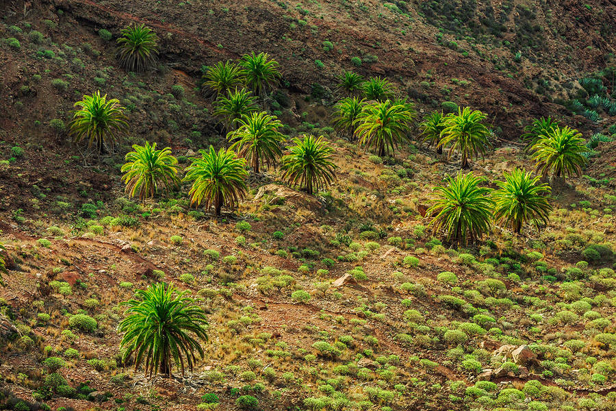 Wonderful Nature Photography of Canary Islands 06