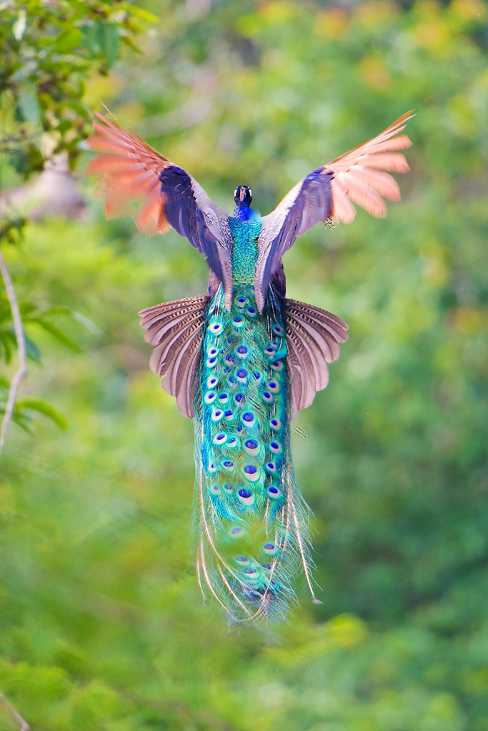 Beautiful Flying Peacocks Photography