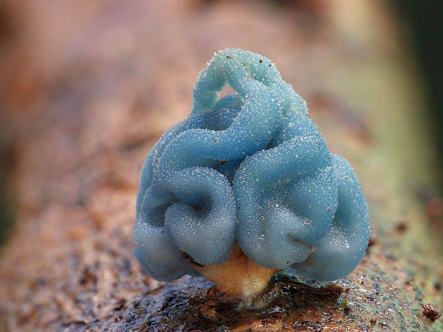 Beautiful Macro Photography of Mushrooms 15