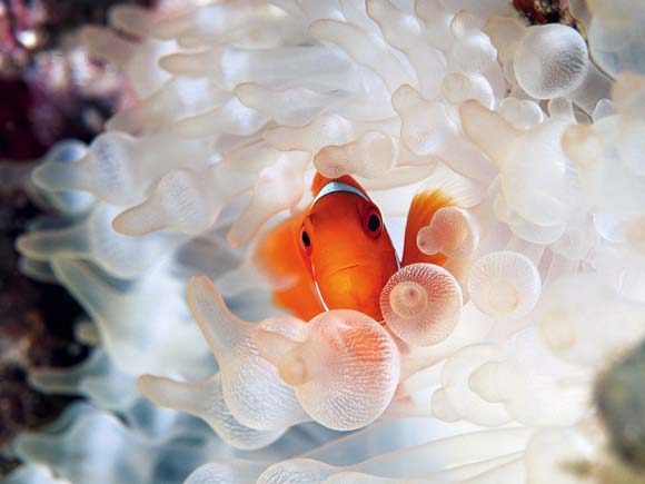 Beauty Underwater Photography of Animals 99