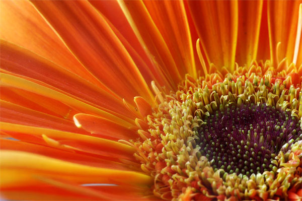 Close Up Macro Flower photography 99