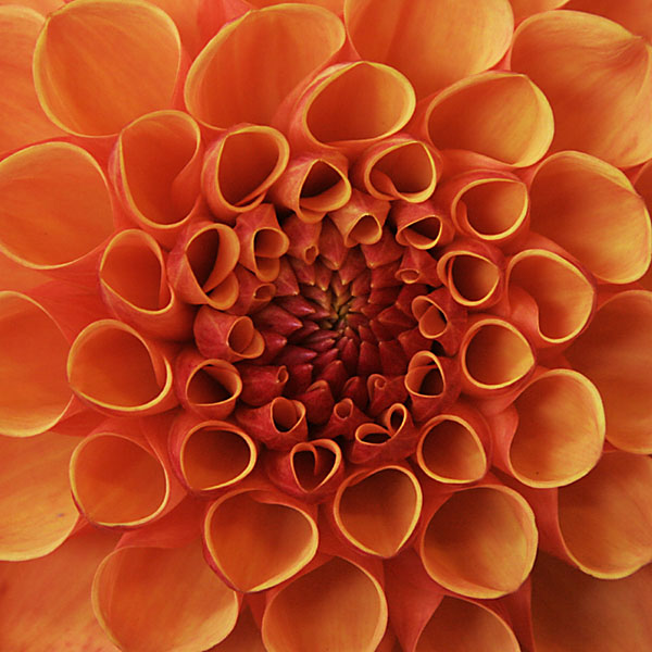 Incredible Macro photography of Flower 99