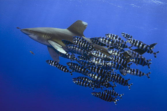 Stunning Underwater Photography 99