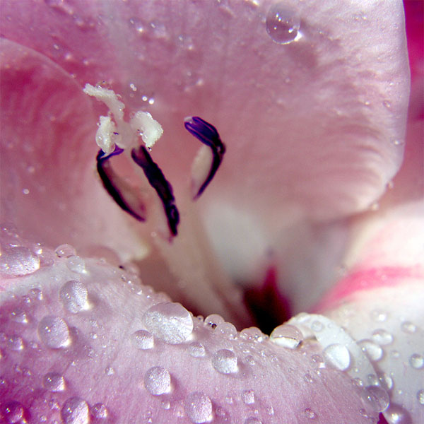 Wonderful Macro photography of Flower 99