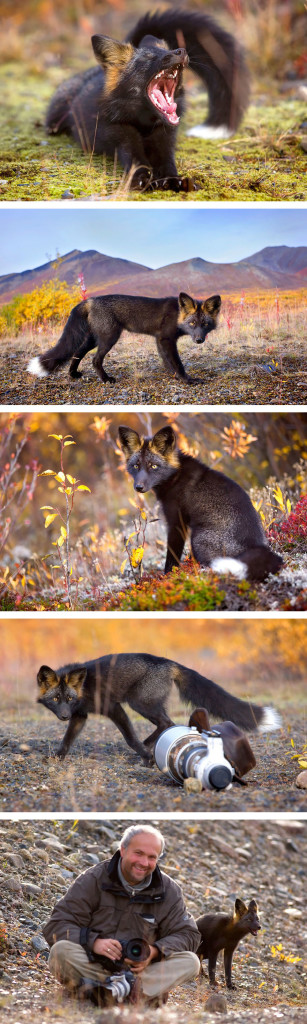 15 Beauty Photo Of Rare Black Foxes 11