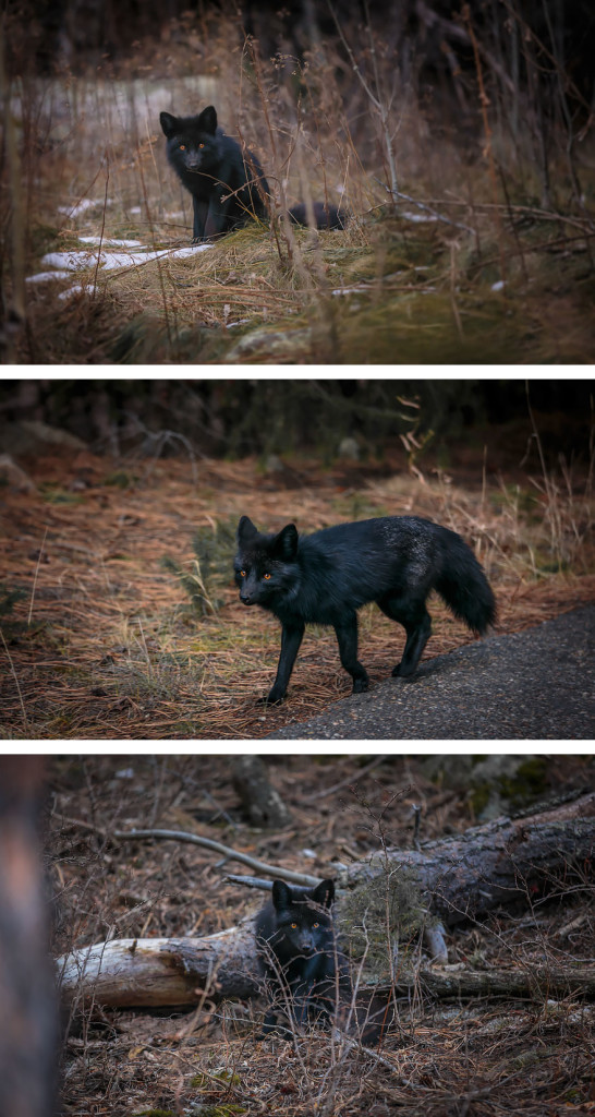 15 Beauty Photo Of Rare Black Foxes 77