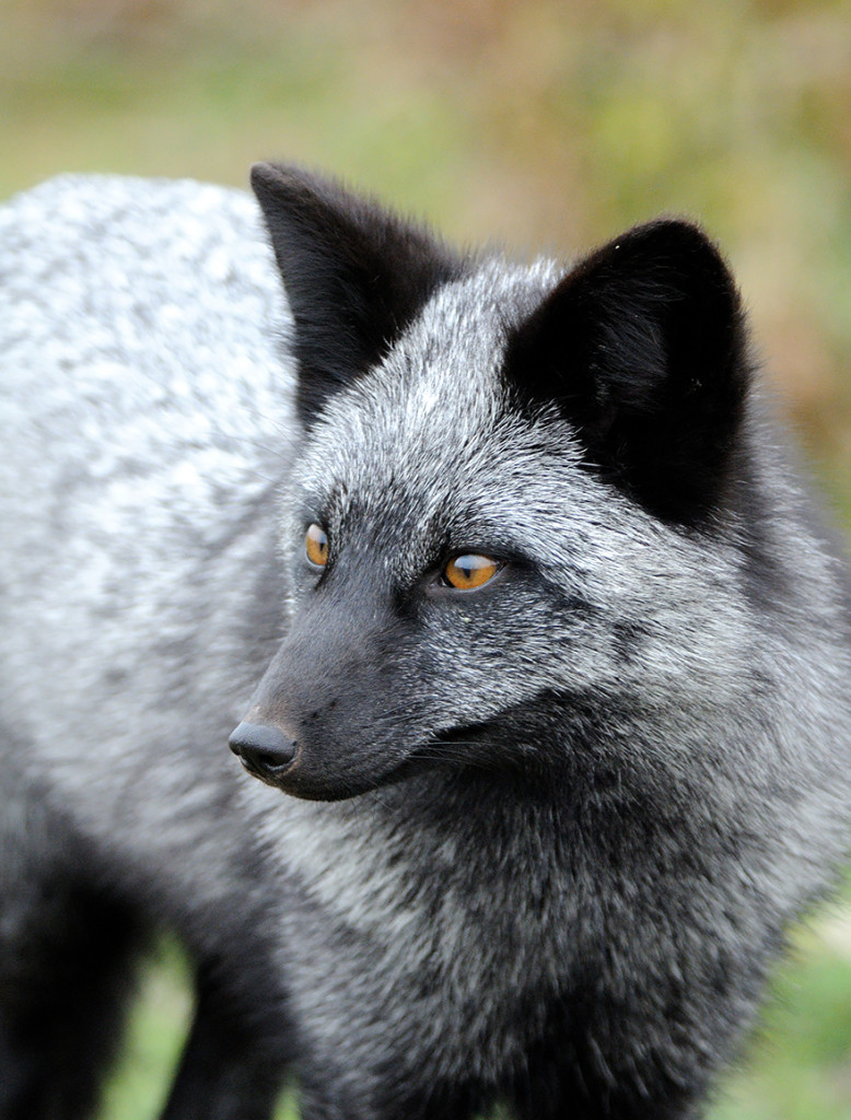 15 Beauty Photo Of Rare Black Foxes 99