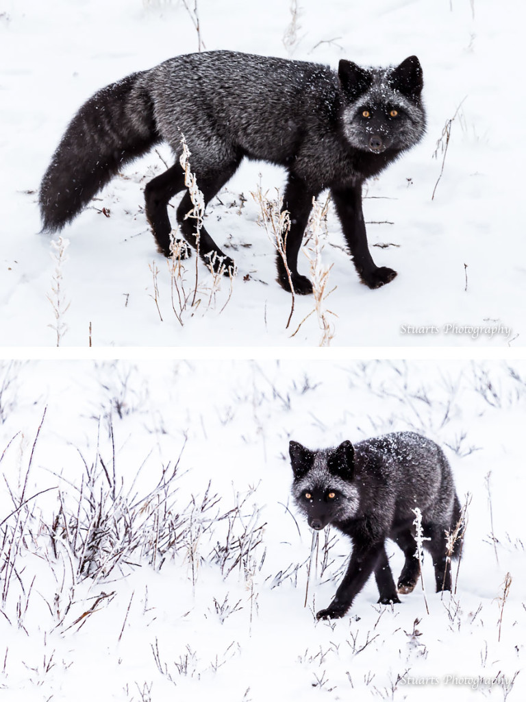 15 Beauty Photo Of Rare Black Silver Foxes 99