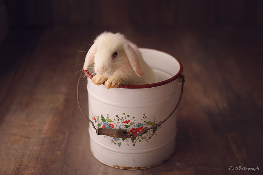 Adorable Newborn Session Photography With A Bunny 77