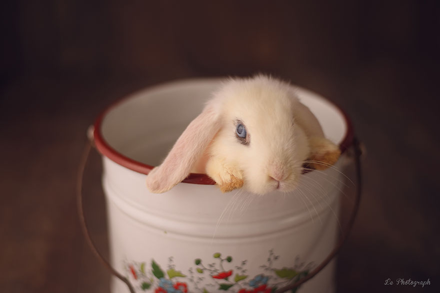 Adorable Photography of Baby Bunny 99