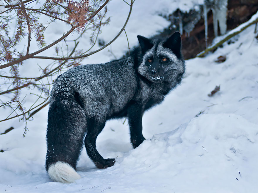 Beauty Photo Of Rare Black Foxes