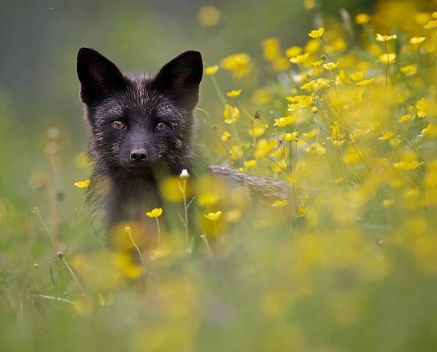 Beauty Portrait of Rare Black Foxes 99