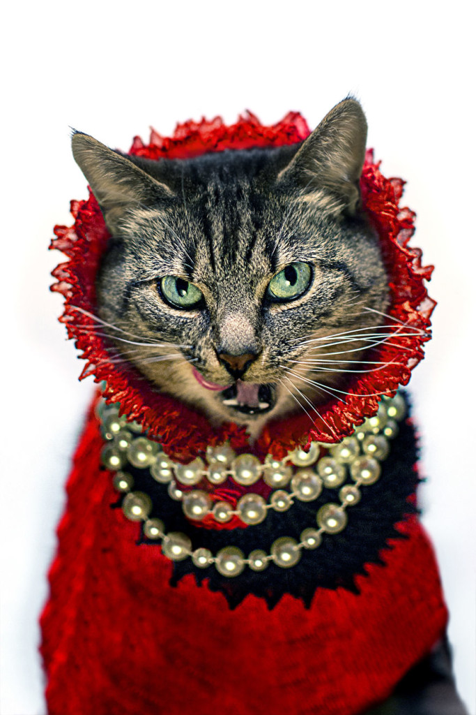 Cat Diagnosed With Feline Leukaemia Turned Into A Fashion Diva 77