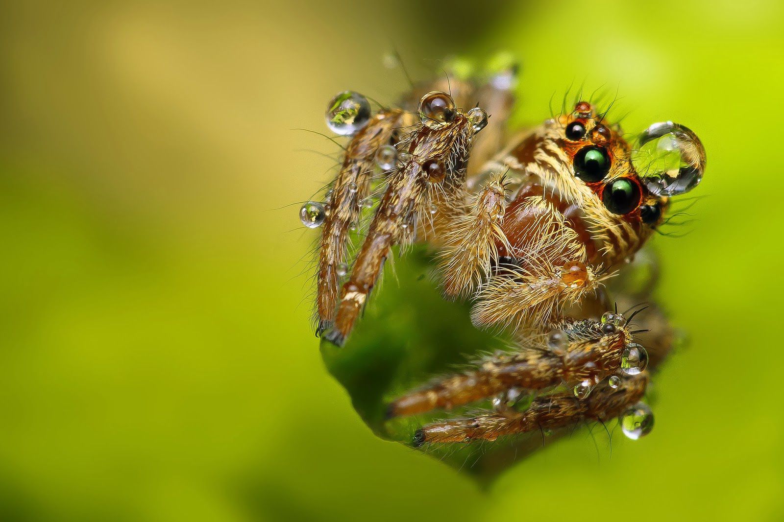 Close Up Examples Macro Photography Of Insect 99 99Inspiration 