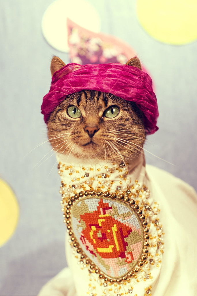 Hummus Adorable Cat Turned Into A Fashion Diva