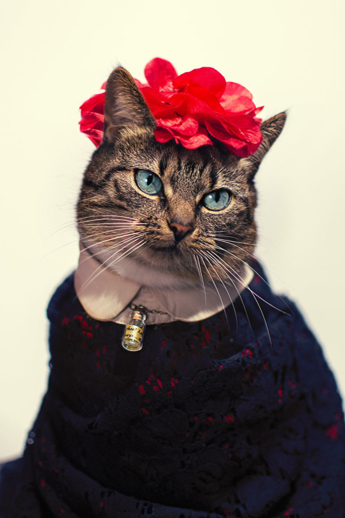 Hummus Adorable Cat Turned Into A Fashion Diva 99