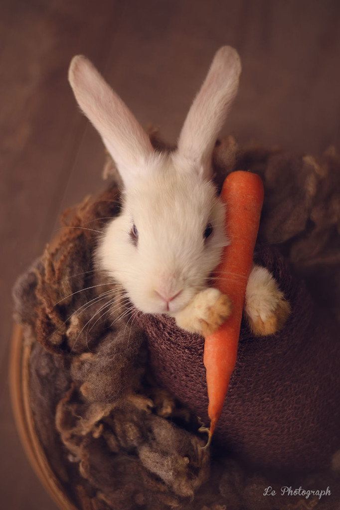 Newborn Session With A Bunny 99