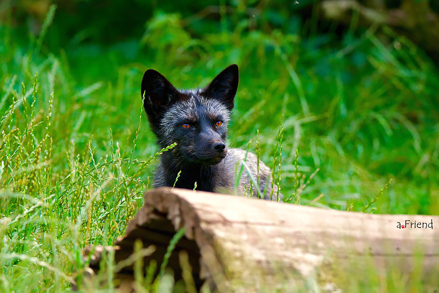 Stunning Photo Of Rare Black Foxes 11