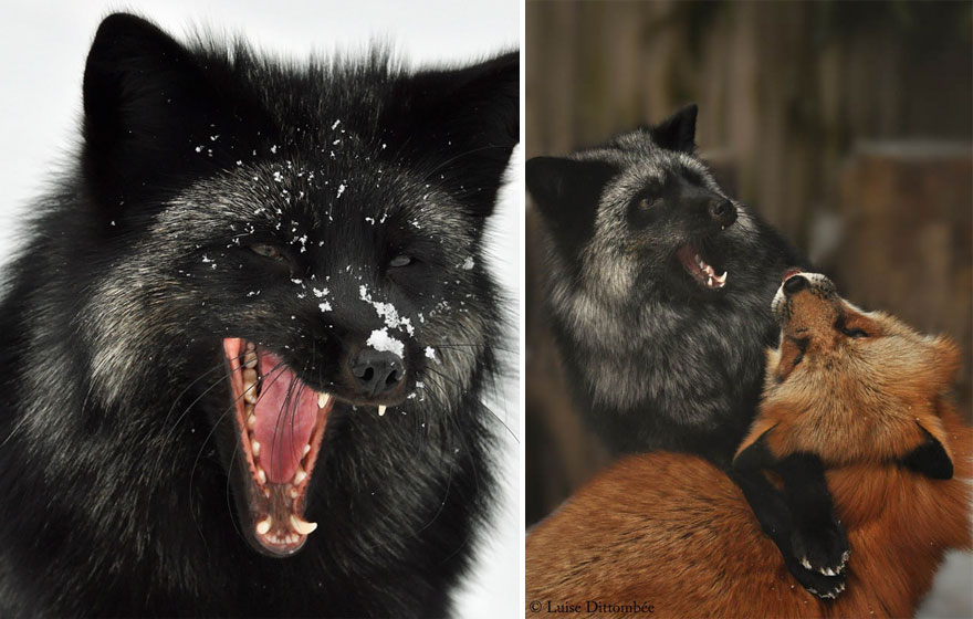 Stunning Photo Of Rare Black Foxes 22