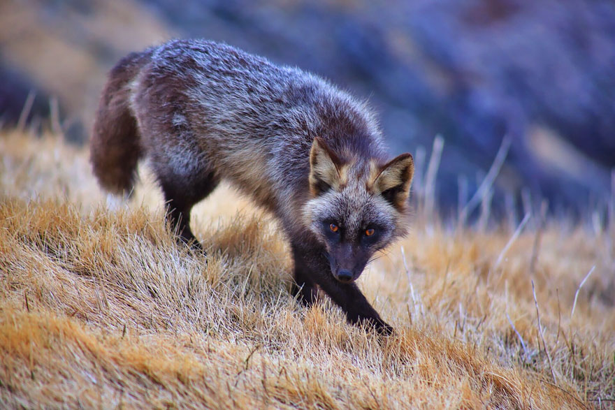 Stunning Photo Of Rare Black Foxes 77