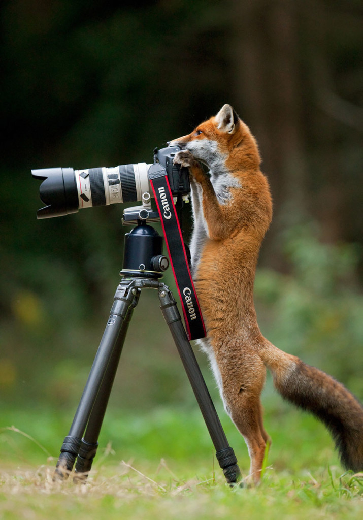 Wild Animals Want To Be Photographers 12