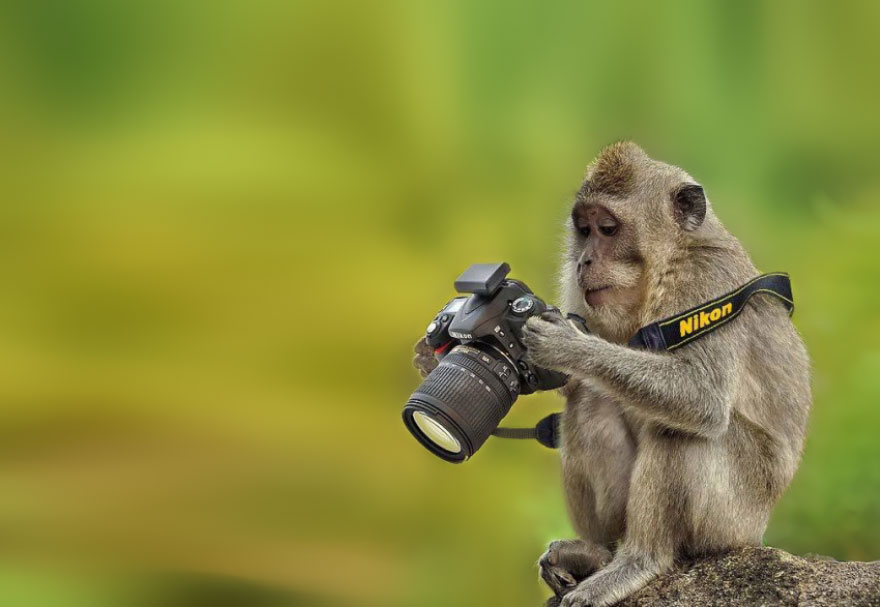 Wild Animals Want To Be Photographers 99