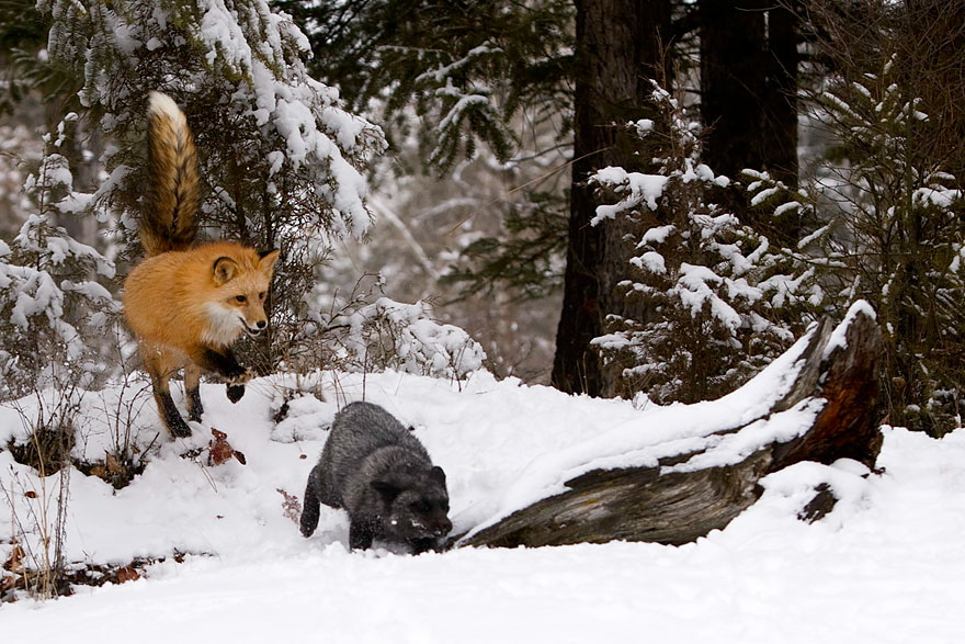 Wonderful Photo Of Rare Black Foxes 99