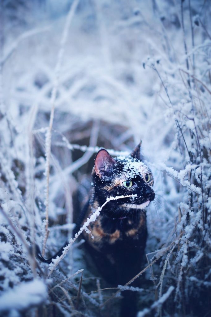 Stunning Cute Cat Through The Seasons 1