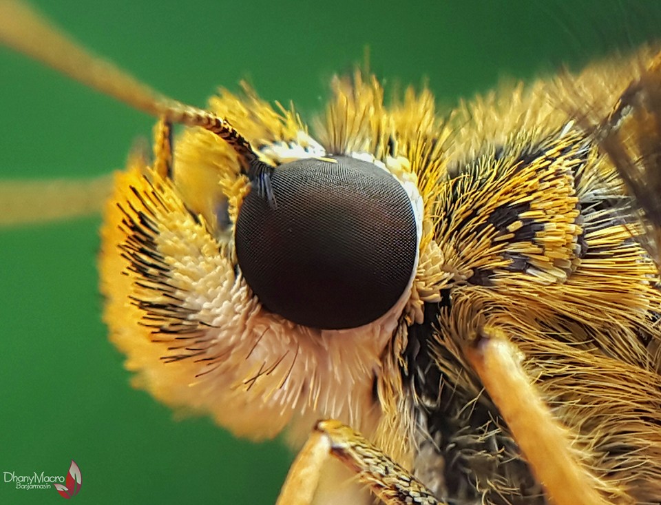 Extreme Insect Macro Photography by Dhany