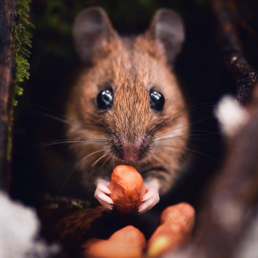 Stunning Capture of the Wild Animals by Konsta Punkka