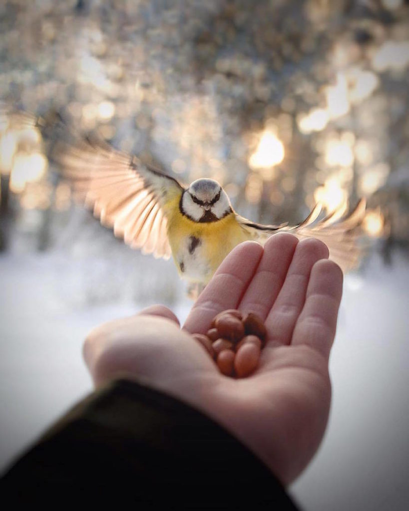 Touching Tender Photographs of Wild Animals