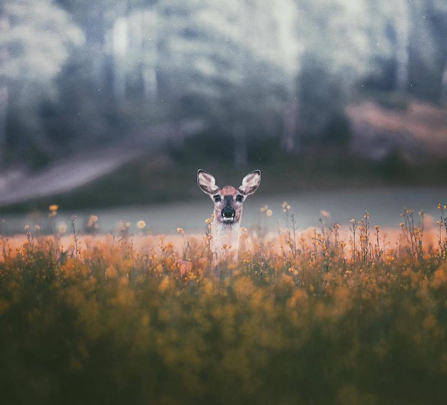 Wonderful Capture of the Wild Animals by Konsta Punkka