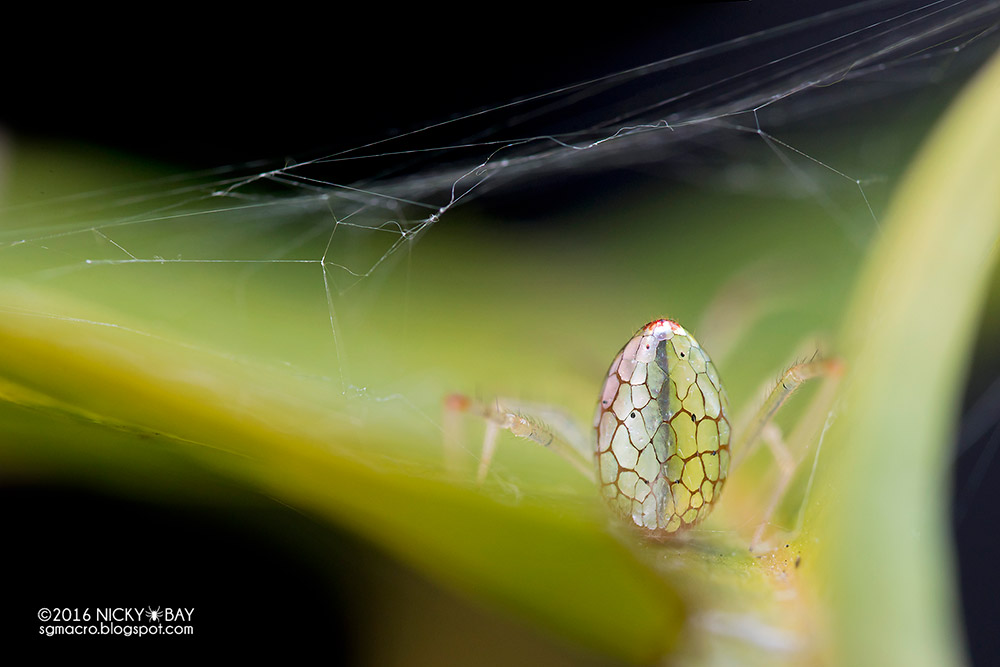 beautiful-photography-of-the-mirror-spider