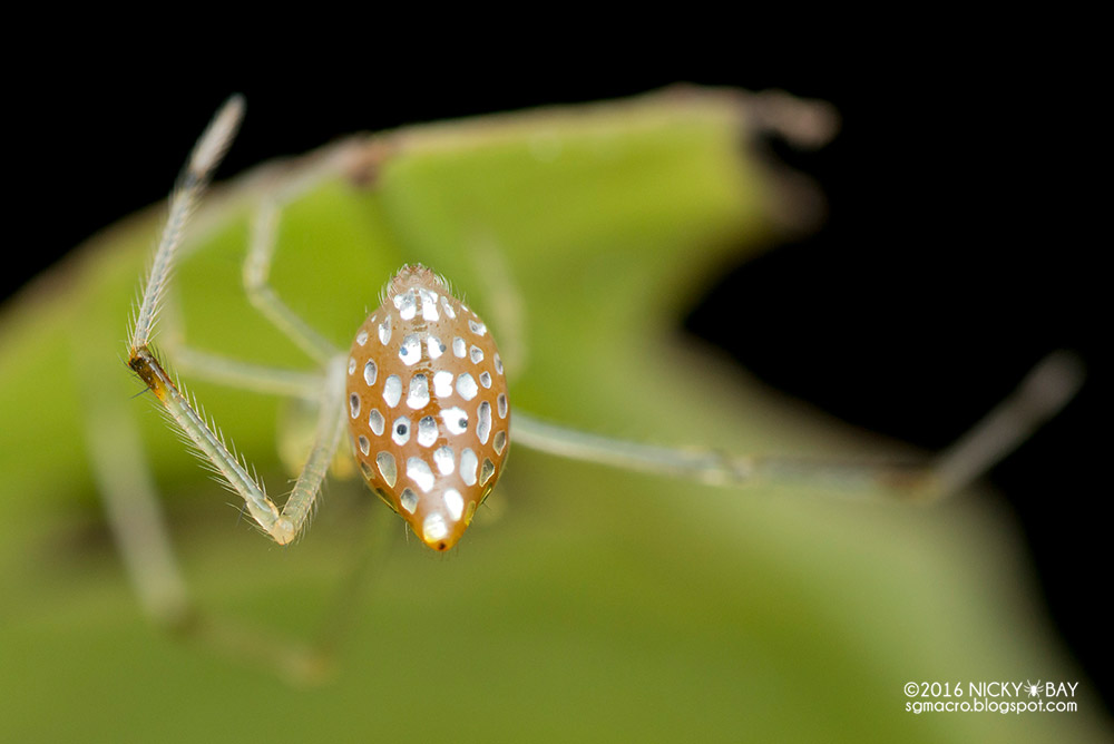 beautiful-photos-of-the-mirror-spider