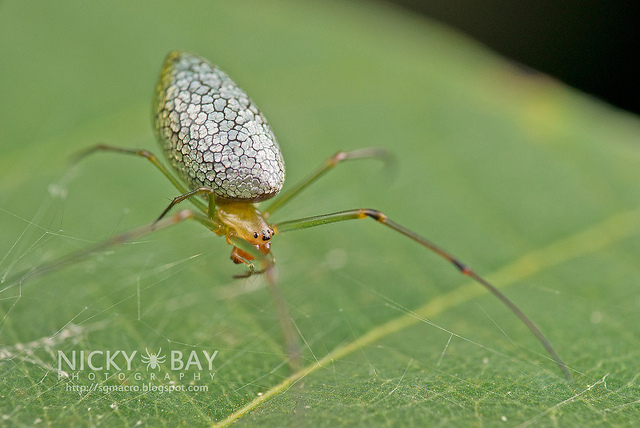 beautiful-transformation-of-the-mirror-spider-77