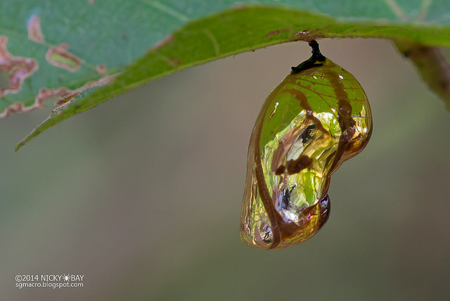 beautiful-transformation-of-the-mirror-spider-78