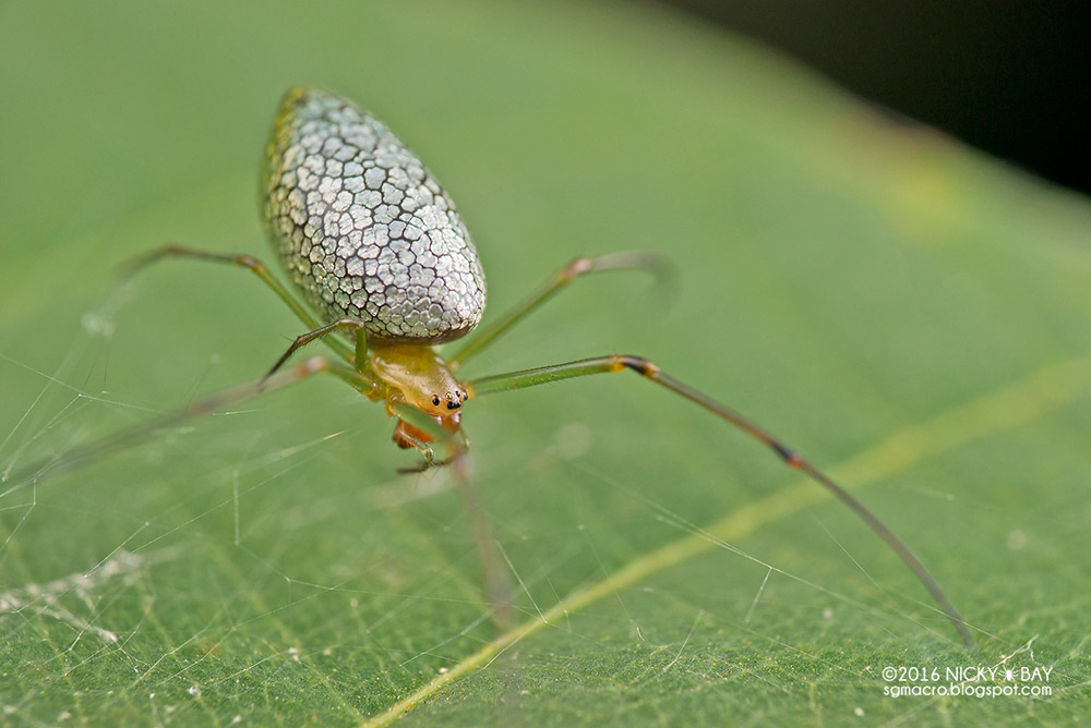 beauty-transformation-of-the-mirror-spider