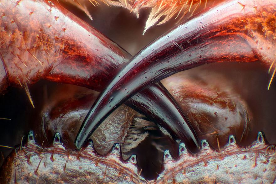 2016-nikon-macro-photo-contest-winners-2