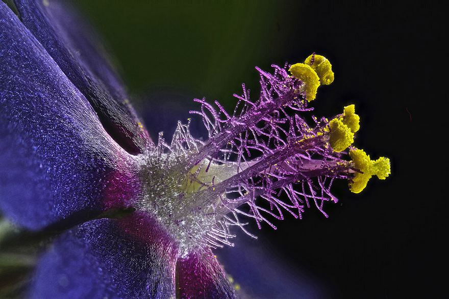 2016-nikon-macro-photo-contest-winners-8