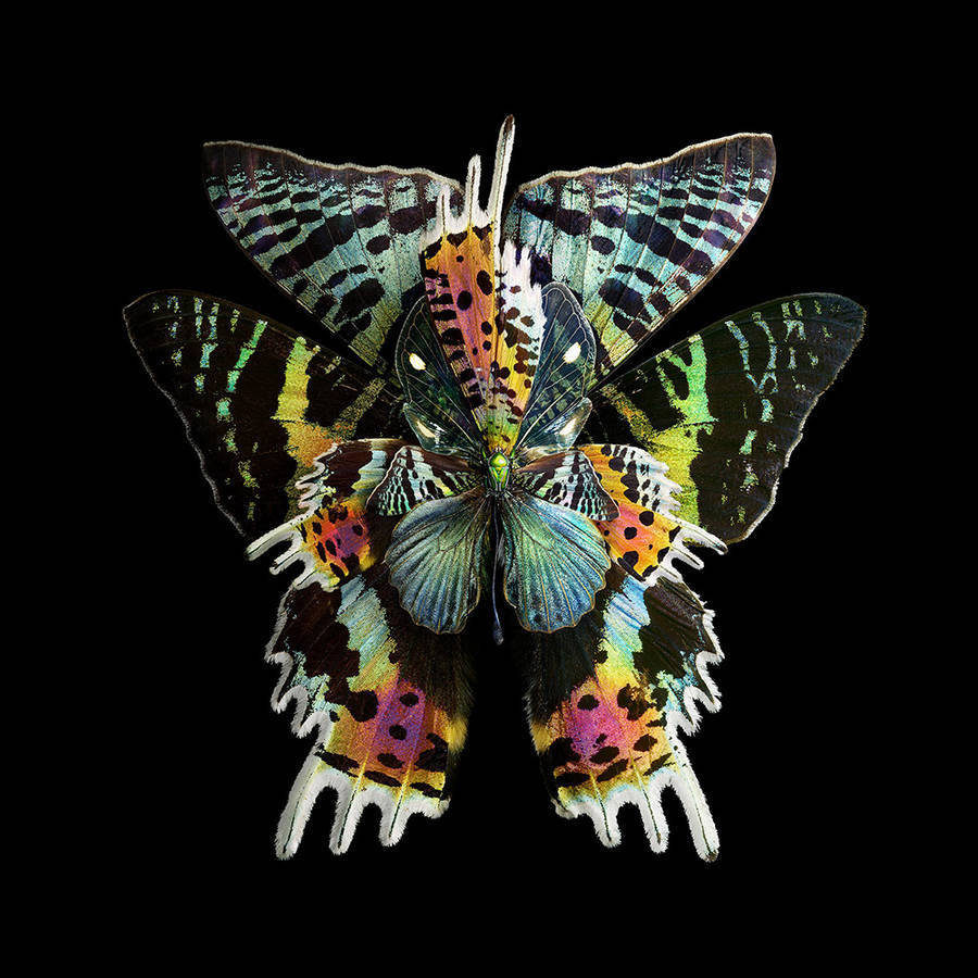 beautiful-rare-butterfly-specimens-documented