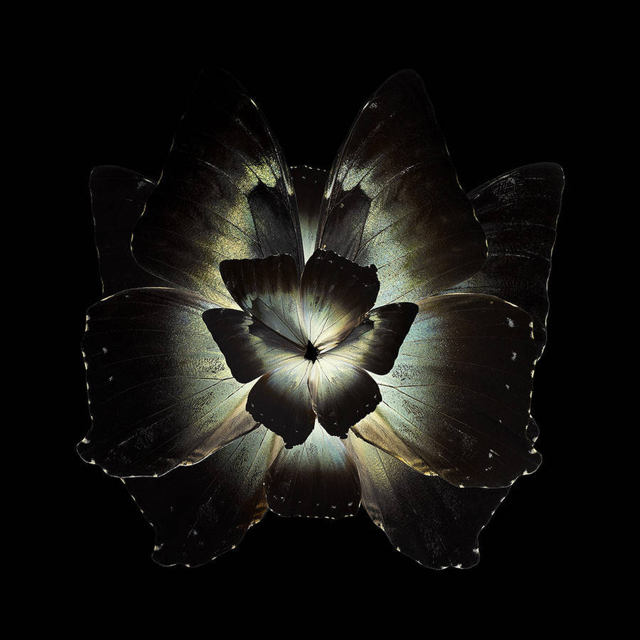 beauty-rare-butterfly-specimens-documented