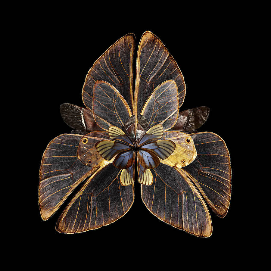 rare-butterfly-specimens-documented-through-splendid-digital-montages