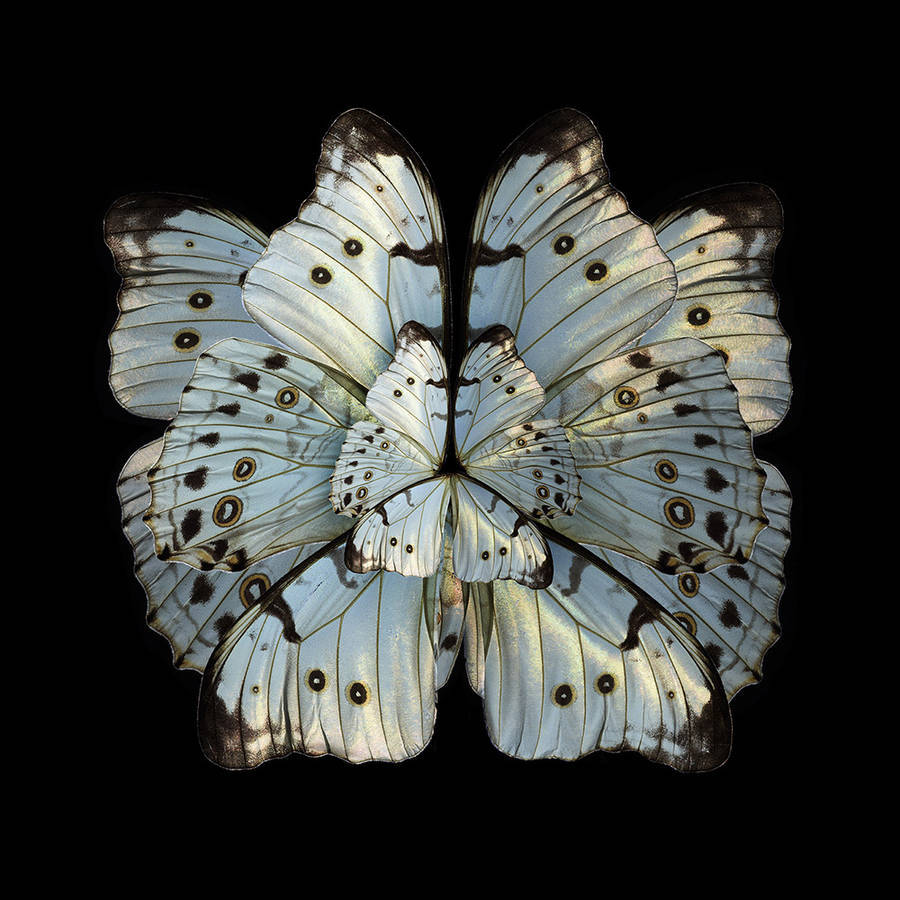 stunning-rare-butterfly-specimens-documented-9