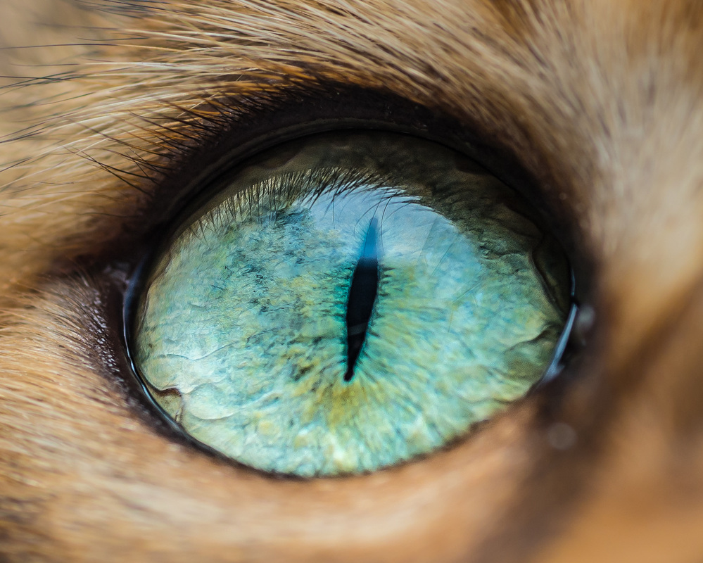 beautiful-macro-shots-of-cat-eyes-by-andrew-marttila