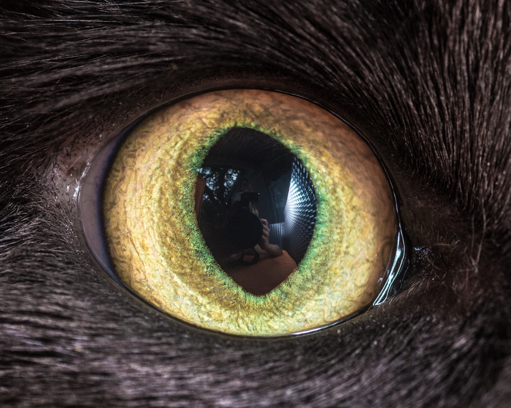 real cat eye pupil
