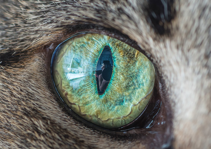 real cat eye pupil