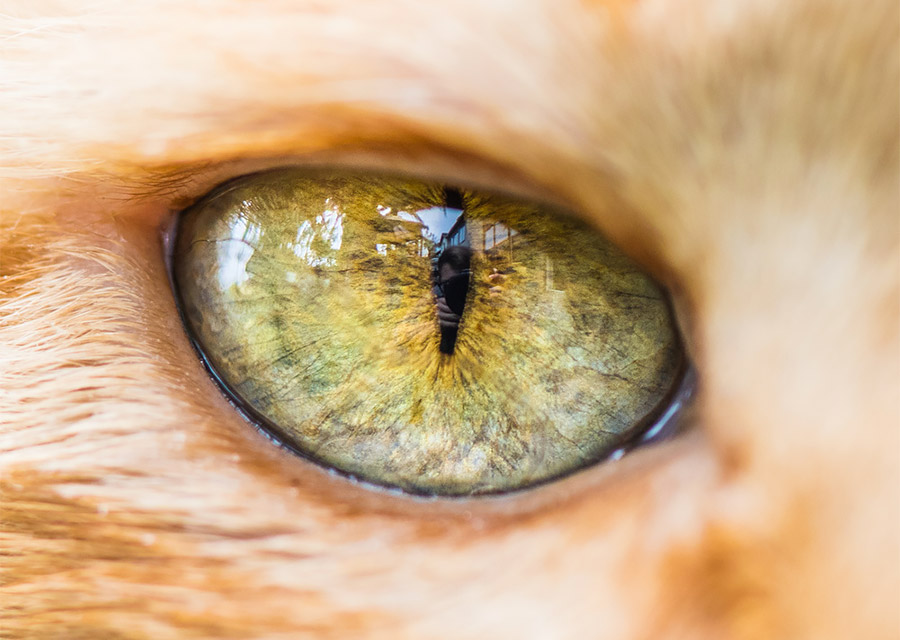 macro-shots-of-cat-eyes-by-andrew-marttila