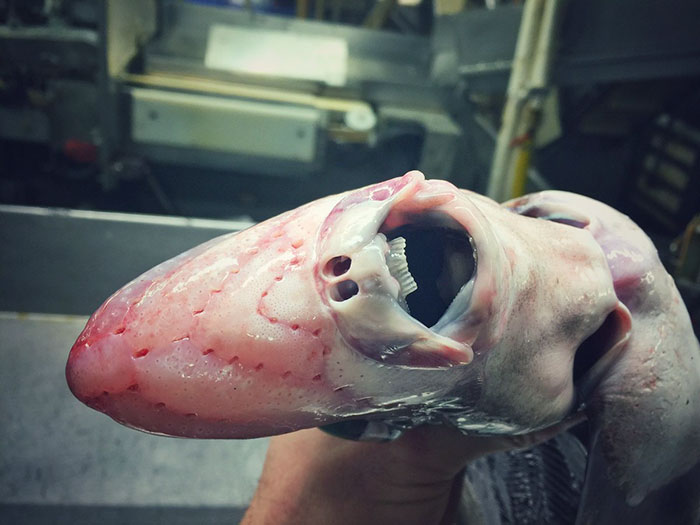 russian-fisherman-posts-terrifying-creatures-of-the-deep-sea-6